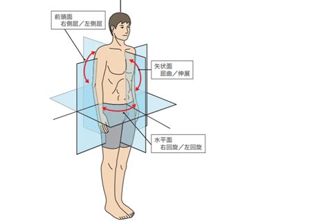 方向用語|【機能解剖学の基礎】解剖学的立位姿勢・方向・三面三軸の考え方